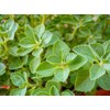 Lowhill Valley Boldo Leaf Herbal Tea – Support Your Digestive