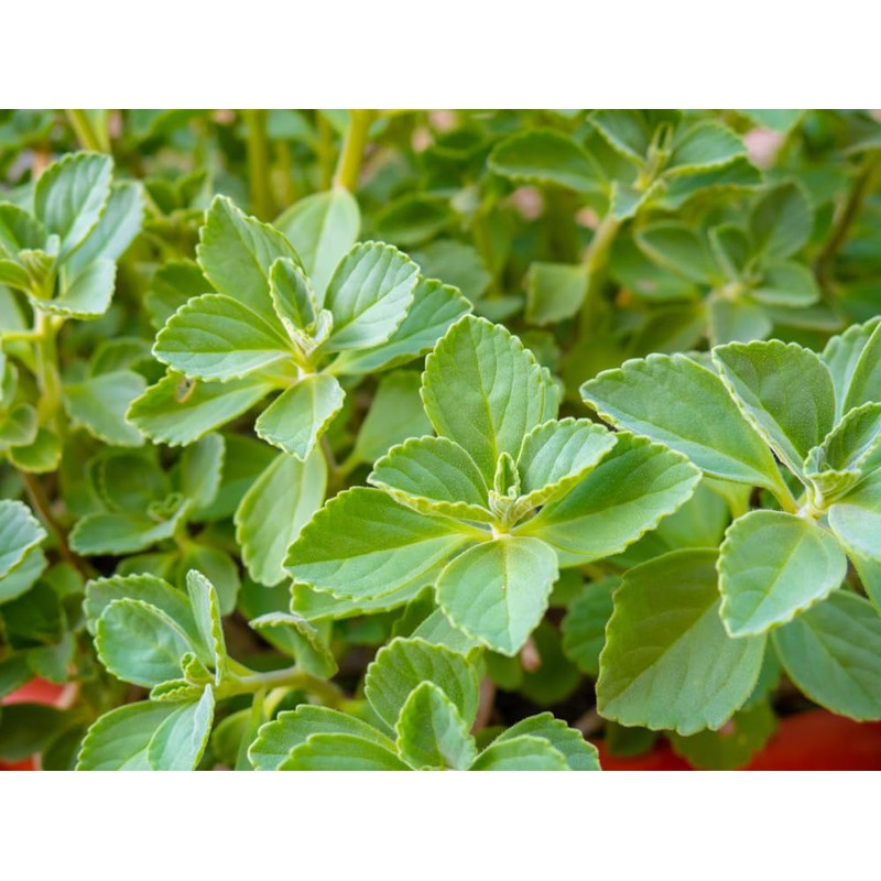 Lowhill Valley Boldo Leaf Herbal Tea – Support Your Digestive