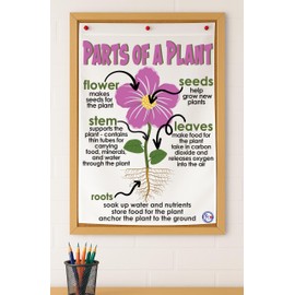 Kristie's Classroom PARTS OF A PLANT Anchor Chart, Printed on FABRIC (23 X 35)