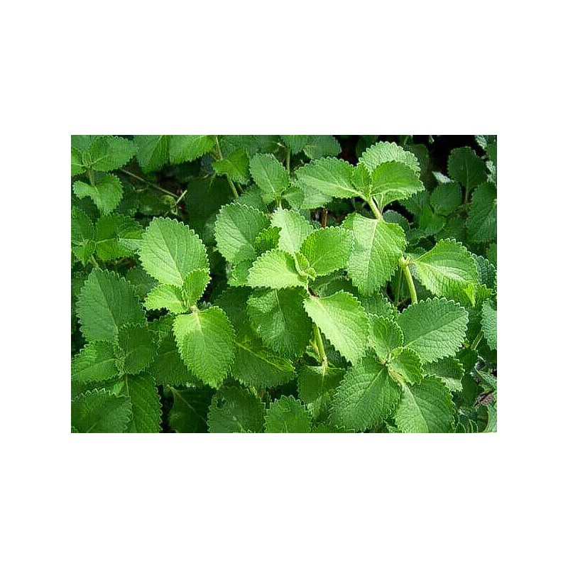 Inherited Seeds HEIRLOOM Survival Kit 3000+ seeds 18 Varieties Pack