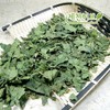 상엽(뽕나무잎) 300g Mulberry Leaves 300g