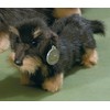 Förster 5507 Wire-Haired Dachshund Soft Toy 26 CM