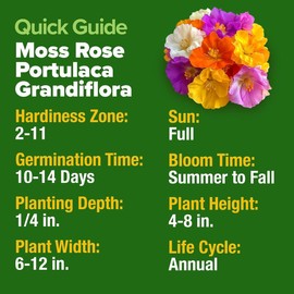 HOME GROWN Moss Rose Seeds (Bulk Pack) Annual Flower Seeds for Ground Cover - Heirloom Non-GMO Portulaca Seeds for Planting Outdoors - Great for Low-Maintenance Gardens (Portulaca grandiflora)