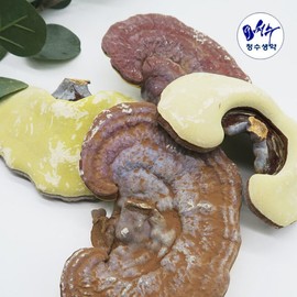 Domestic whole reishi mushrooms 500g round reishi mushrooms / 국내산 통 영지버섯 500g 원형 영지버섯