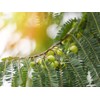 Sewanti Organic Amla Digest, Digestant, Laxative, rejuvenative, NPN 80065069, 60