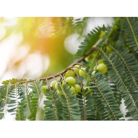 Sewanti Organic Amla Digest, Digestant, Laxative, rejuvenative, NPN 80065069, 60 Vegan High Potency Extract Capsules, 500mg