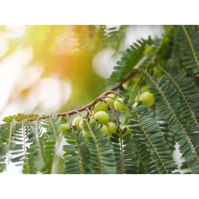 Sewanti Organic Amla Digest, Digestant, Laxative, rejuvenative, NPN 80065069, 60