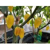 Puerto Rican Yellow Pepper 10+ Seeds