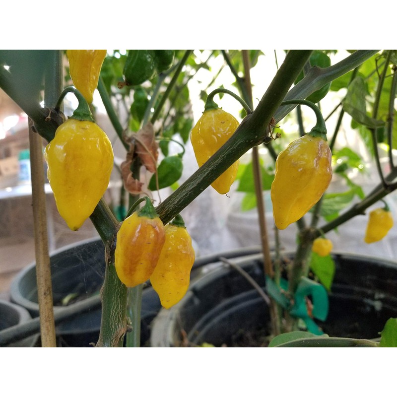 Puerto Rican Yellow Pepper 10+ Seeds
