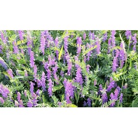 5 Pounds Seeds Hairy Vetch Seeds for Planting Cover Crop Grain Bee Pasture Pollinator eldcy (Seeds)