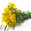 Outsidepride St. John's Wort Seed - 2000 Pcs. Perennial, Drought