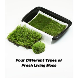 Fresh Live Terrarium Moss, 6"x8" Box - Perfect for Terrarium, Miniature Landscapes, Bonsai, Reptiles, and Succulents. Includes Four Different Types of Fresh Living Moss | Guaranteed Live Arrival
