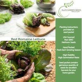 Red Romaine Lettuce Seeds (Lactuca Sativa) – 1000+ Non-GMO & Heirloom Seeds by Isla’s Garden Seeds, Crisp Tall Heads with Deep Red Tips, Cool-Season Garden Favorite, Gift Idea