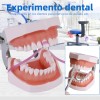 Tipodonto Dientes Articulado Tipo Nissiin Encía Suave