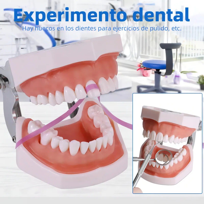 Tipodonto Dientes Articulado Tipo Nissiin Encía Suave