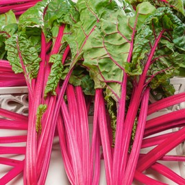 Flamingo Swiss Chard Seeds - 1 Oz ~1100 Seeds - Non-GMO - Vegetable Garden, Growing Microgreens - Beta vulgaris