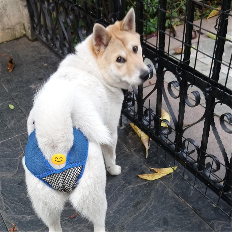 Dog Panties for Dogs in Heat, Anti Harassment, Breathable, and