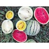 FUN AND GROW SEEDS: Seeds Watermelon 33 Heroes Mix Non