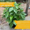 Grower's Secret Nitrogen 16-0-0 • Organic • Readily Available For
