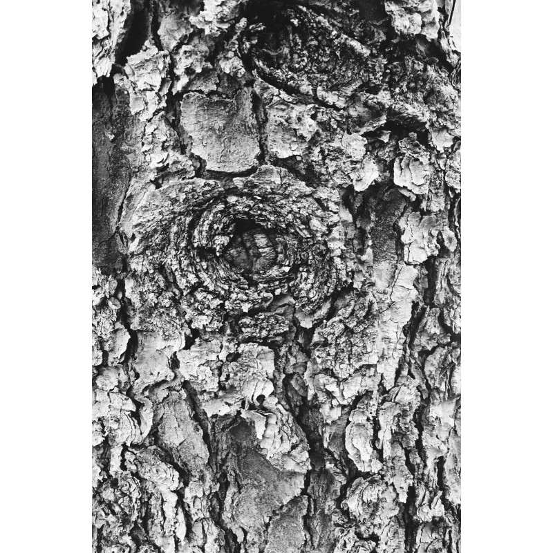 The Jonsteen Company Blue Spruce | Small Tree Seedling |