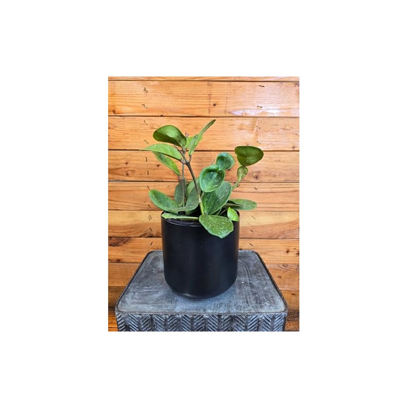 Hoya Obovata, 6" Plant