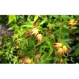 OTO Hime Japanese Maple 2 - Year Graft