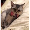 2Pcs Pink Cat Collar Breakaway with Bowtie Bell, Pink Plaid