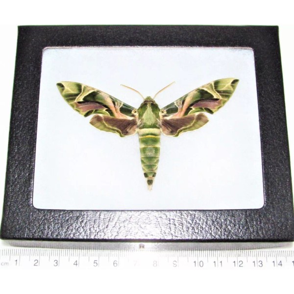 Daphnis nerii army green camouflage oleander sphinx moth Europe framed