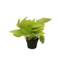 California Tropicals 4" Neon Pothos Live Pot Houseplant - Plant for Indoors, Outdoors, Easy Care Tropic for House, Office, Potted Real Plant Easyplant for Inside Houses & Gardens for Purifying Air