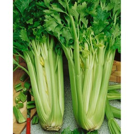 Fresh 1000 TALL UTAH CELERY SEEDS FRESH HARVEST FOR GARDENS