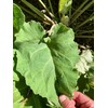 Plant Good Seed Organic Burdock Root Seeds for Planting: Nutrient