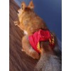 TTMIMIK Adjustable Small Pet Diapers, Reusable Washable Squirrel Diapers Absorbent