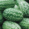 Cucamelon Seeds 35 Seed Pack Mexican Sour Gherkin, Mouse Melon