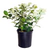 Fothergilla major 'Mt. Airy' (Fothergilla) Shrub, white flowers, #2 -