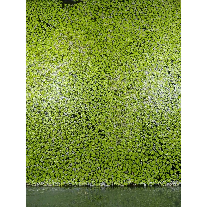 Duckweed (1000+) High Quality Floating Indoor Grown Aquarium Plant
