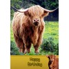 Highland Cow Birthday Card