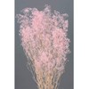 Daichi Farm DO000010-100 Preserved Flowers, Soft Mini Gypsophie Grass, Pink,