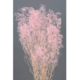 Daichi Farm DO000010-100 Preserved Flowers, Soft Mini Gypsophie Grass, Pink, Approx. L 15.7 inches (40.0 cm), 22 G Pack