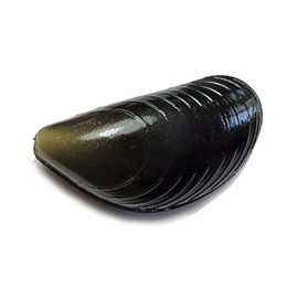 Behr Trendex Carp Clam Black One Size
