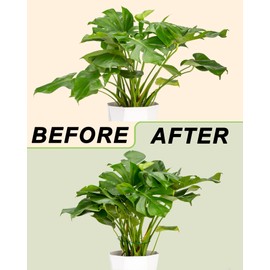 SDALU Monstera Plant Support 6-Pack - Durable Iron Clamps with Turtle Shell Design, Plant Supports for Indoor Plants & Climbing Vines, Healthy Growth & Leaf Stabilization (Green)