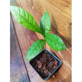 Miracle Fruit (Synsepalum dulcificum) – Live Seedlings & Fresh Seeds – Unique Tropical Berry Plant That Makes Sour Foods Taste Sweet (10 Seeds / 1 Order)