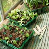 Gro-Sure 70200212 Visiroot 9 Cell 8pk Propagation kit, Green, 11.0