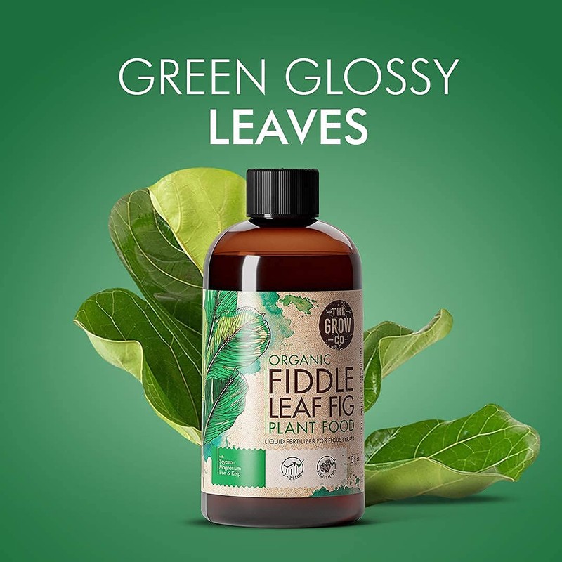 Organic Fiddle Leaf Fig Tree Plant Food - Liquid Fertilizer