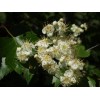 live plant Two plants 2-3 year old Washington hawthorn (Crataegus