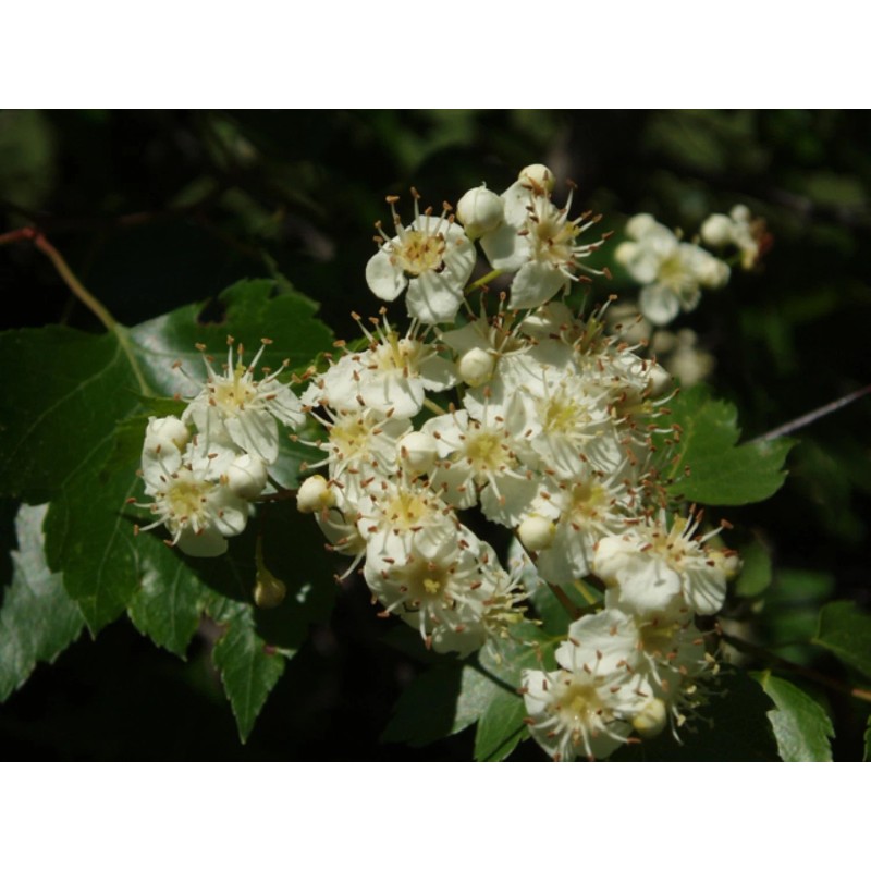 live plant Two plants 2-3 year old Washington hawthorn (Crataegus