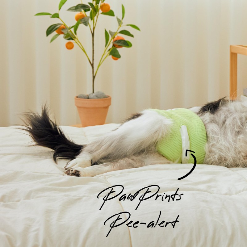 WICKEDPUP Male Dog Belly Band Kit, 50 Diaper Pads &