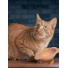 Eccolo Cat Bowl Ceramic Raised Tilted Elevated Cat Food Dish