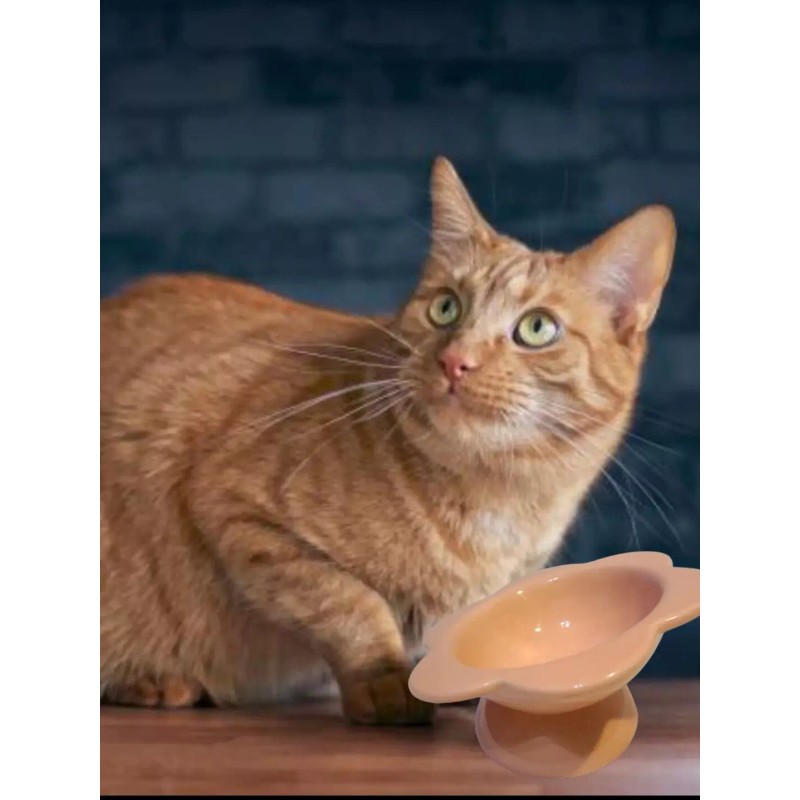 Eccolo Cat Bowl Ceramic Raised Tilted Elevated Cat Food Dish