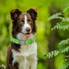 Lionheart glory Green Dog Collar Cucumbers Dog Collar Femal/Meal Collars