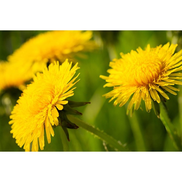 Dandelion British Wildflower Seeds -Yellow Fast Grow Taraxacum officinale) - Herbal Remedy and Culinary Plant 2000 Seeds
